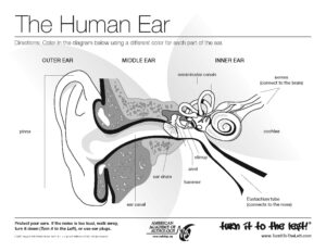 Ear_Coloring