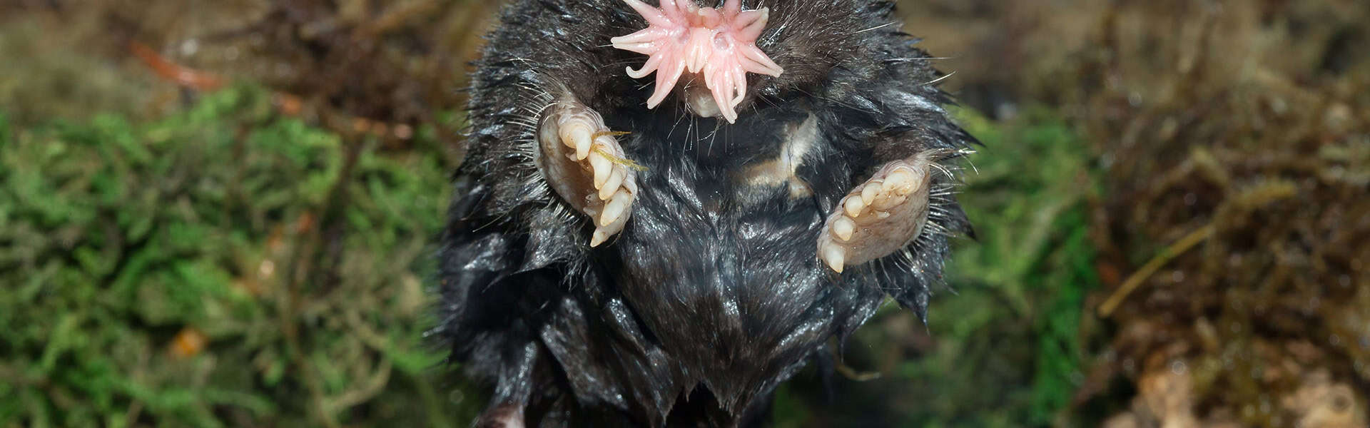 Image of Star-nosed mole in Minnesota / shutterstock.com