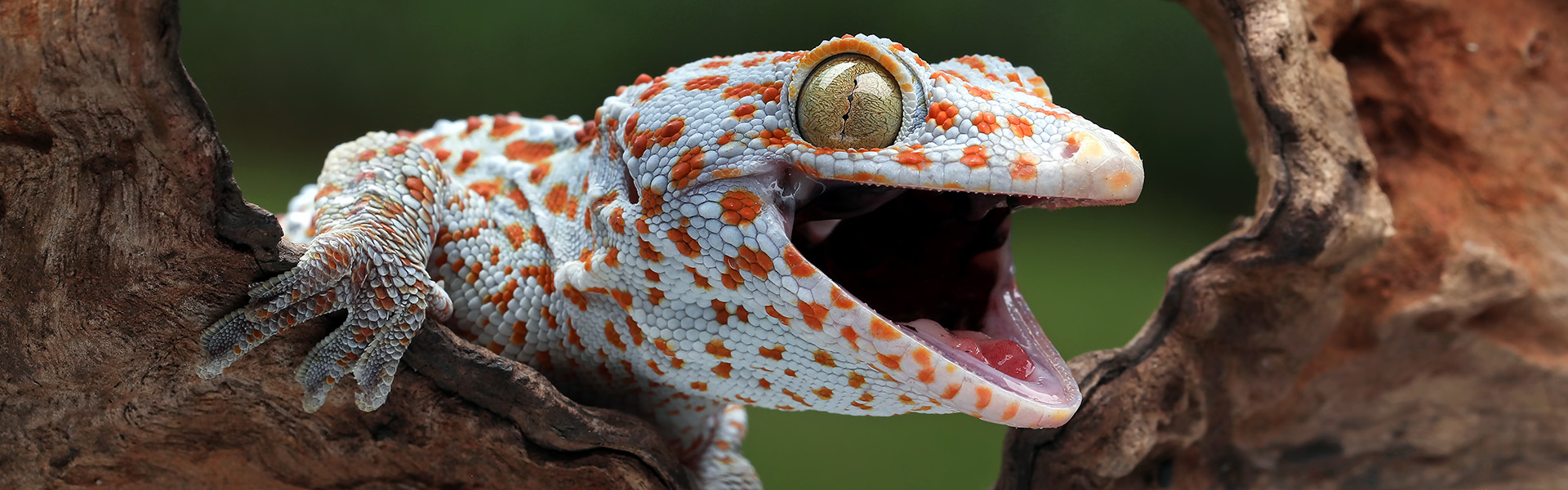 Image of Tokay Gecko barking / shutterstock.com