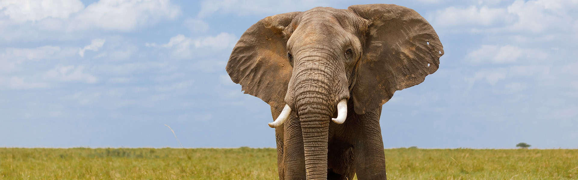 A photo of a African elephant / shutterstock.com