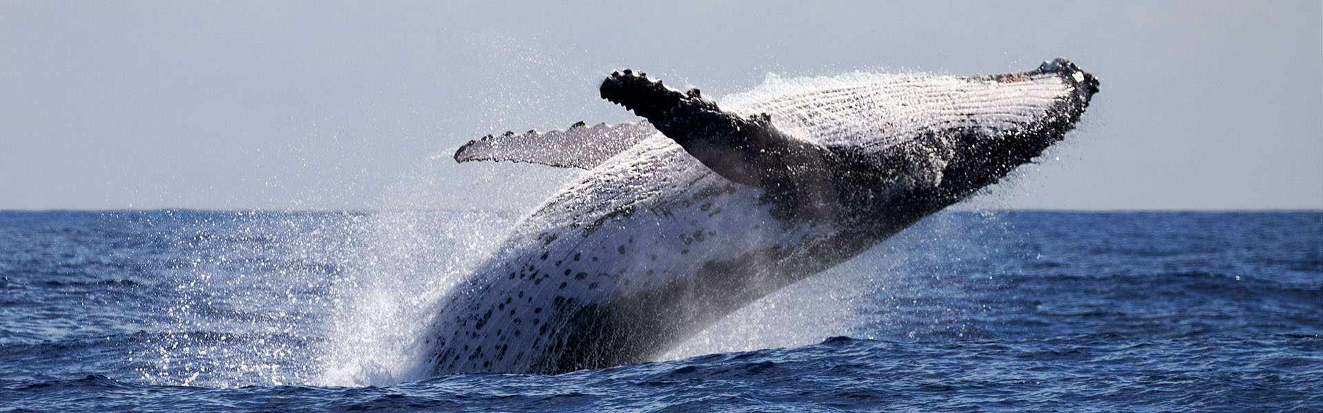 Image of Humpback whale breaching out of the ocean in Rarotonga / shutterstock.com